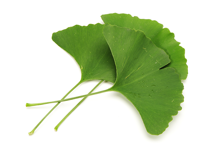 ginkgo ricos manjares